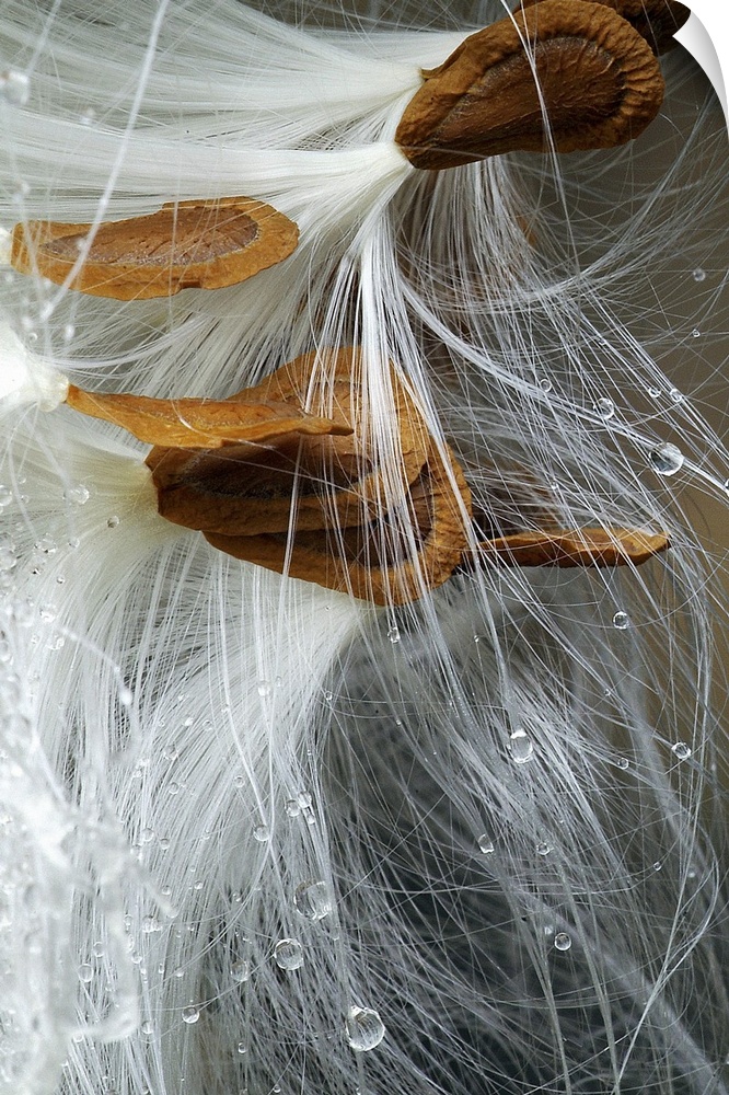 This picture is taken of several milkweed seeds that are clustered together with droplets of water on their threads.