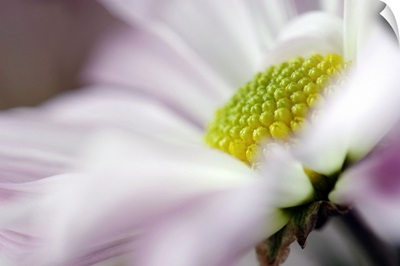 Stamen of White Daisy with Hint of Purple