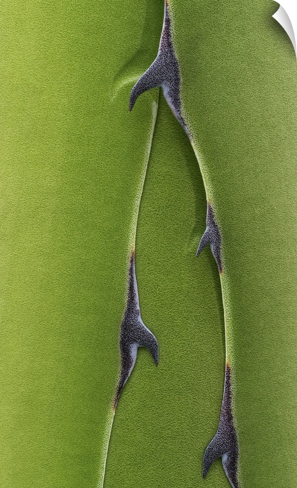 Thorns on Green Leaves