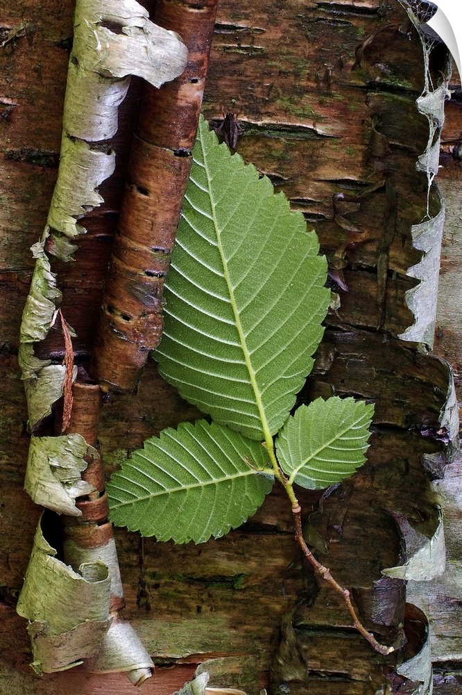 Bright green leaves on top of several layers of curling bark.