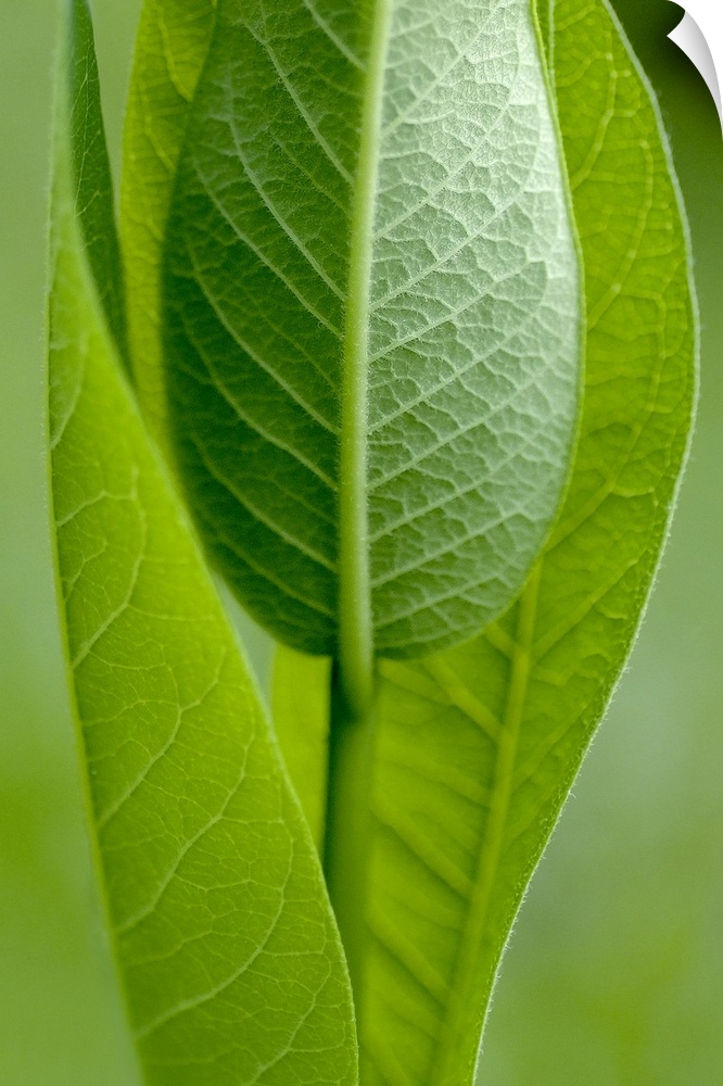 A large vertical piece that is a picture zoomed in on long green leaves standing straight up.