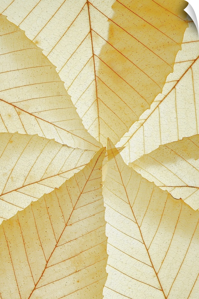 Yellow leaves that are photographed closely and illuminated so they appear see through.