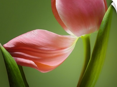 Tulip Horizontal