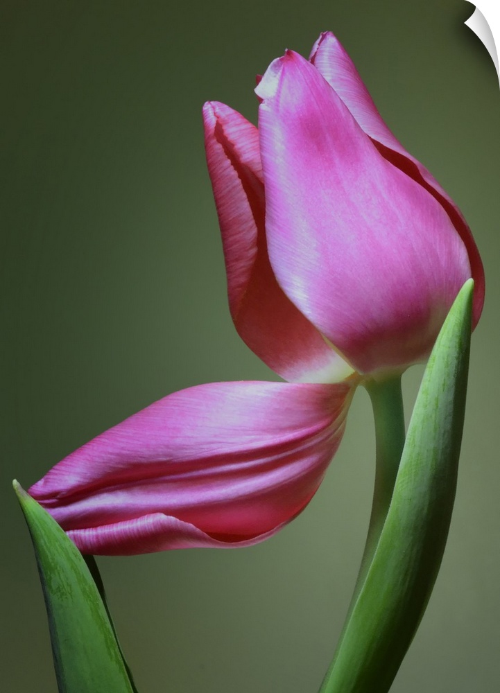 Up-close photograph of flower with one of its petals bent down.