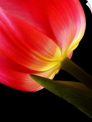 Vibrant Red Tulip