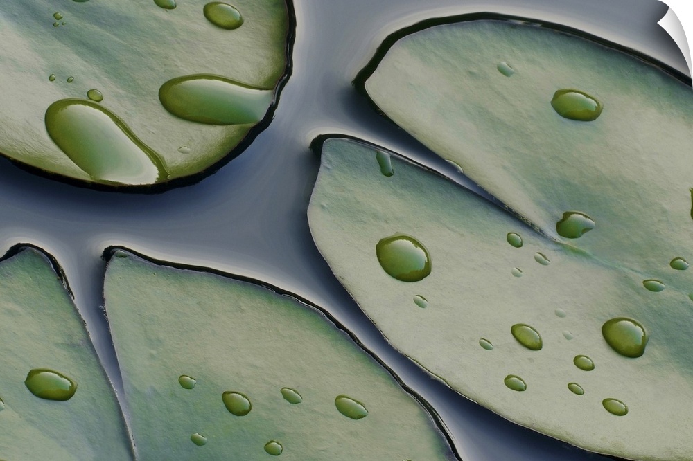 This is a close up nature photograph of lily pads floating on the surface of a pond in this wall art for the office or home.
