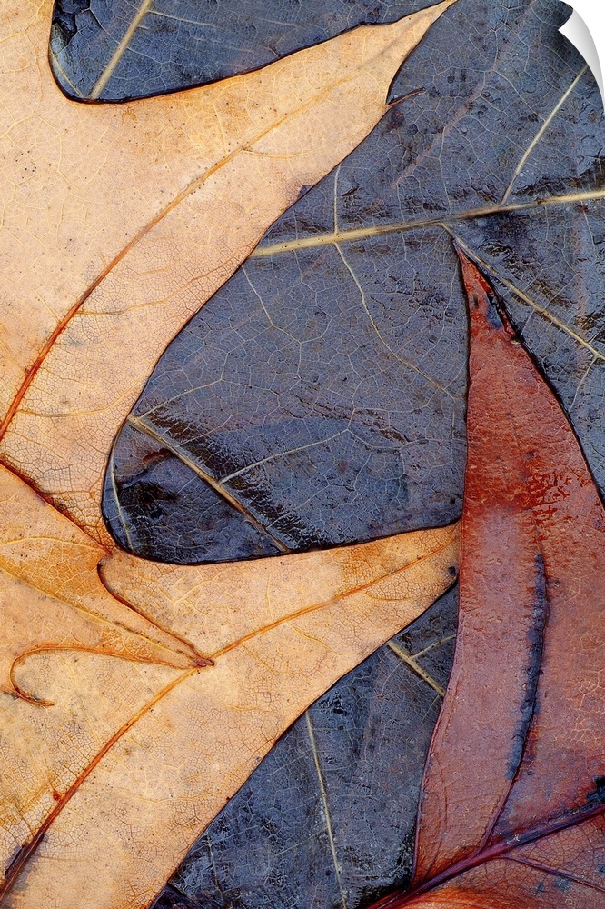 Vertical photo on canvas of leaves laying on the water layered on top of each other.