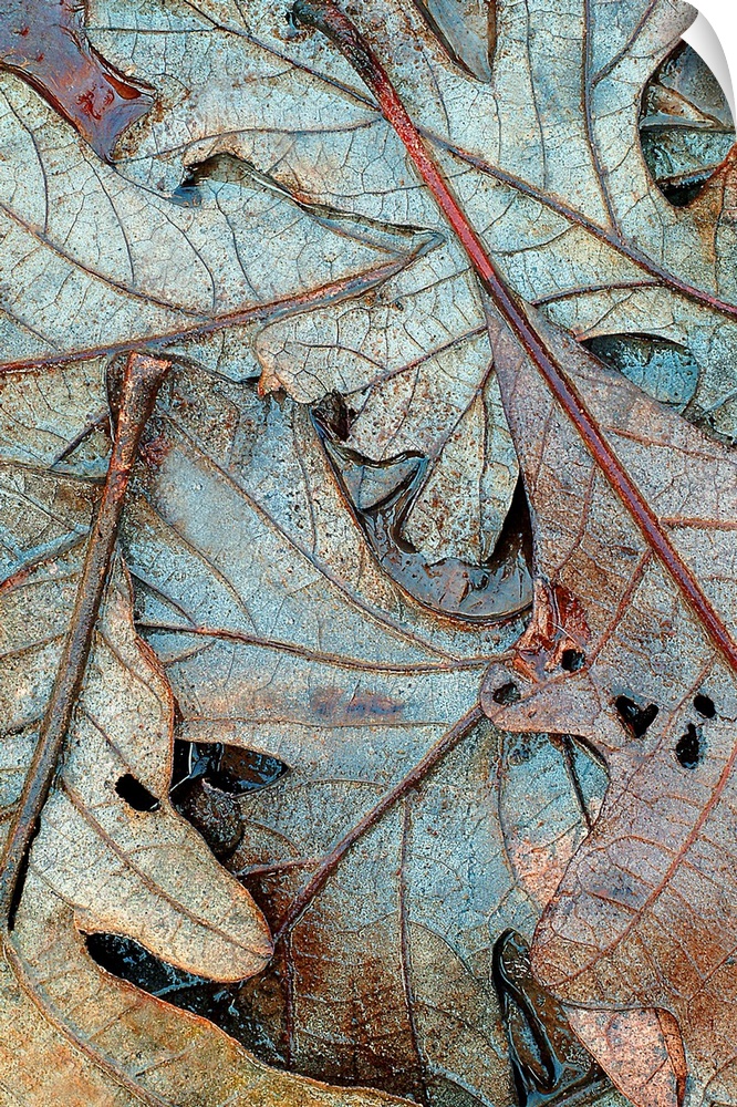 Up-close vertical panoramic photograph of soaked leaves showing their outline and veins.