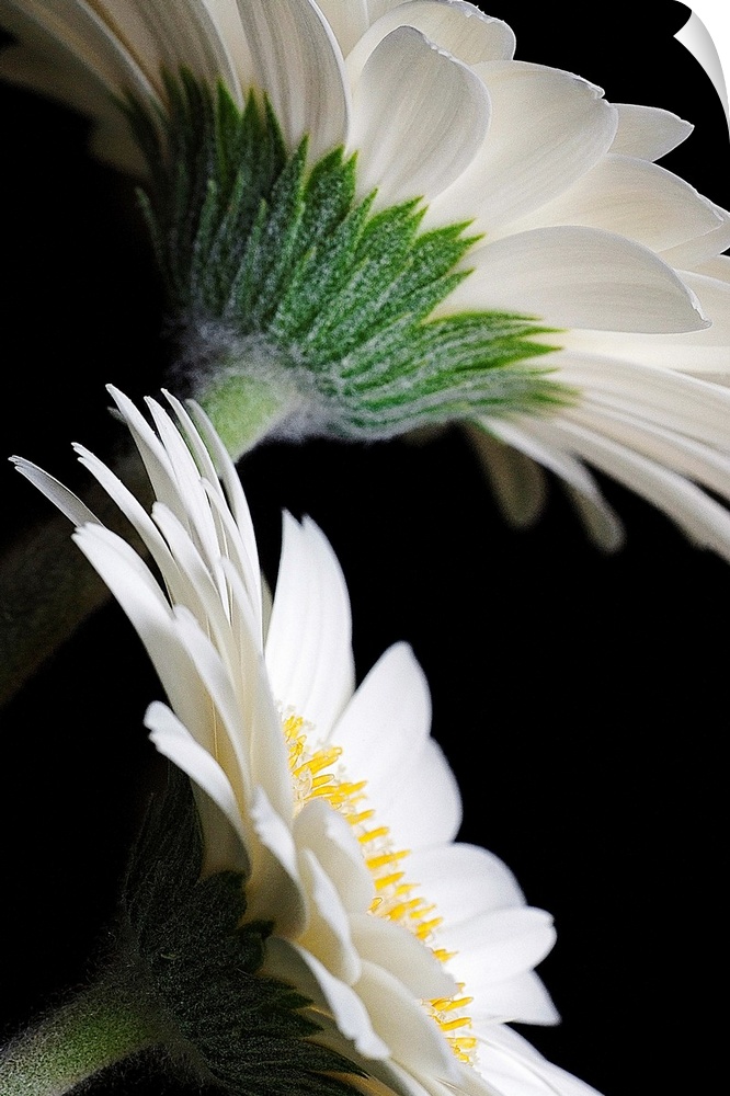 This huge wall art is a macro photograph of daisies viewed from the side and the back.