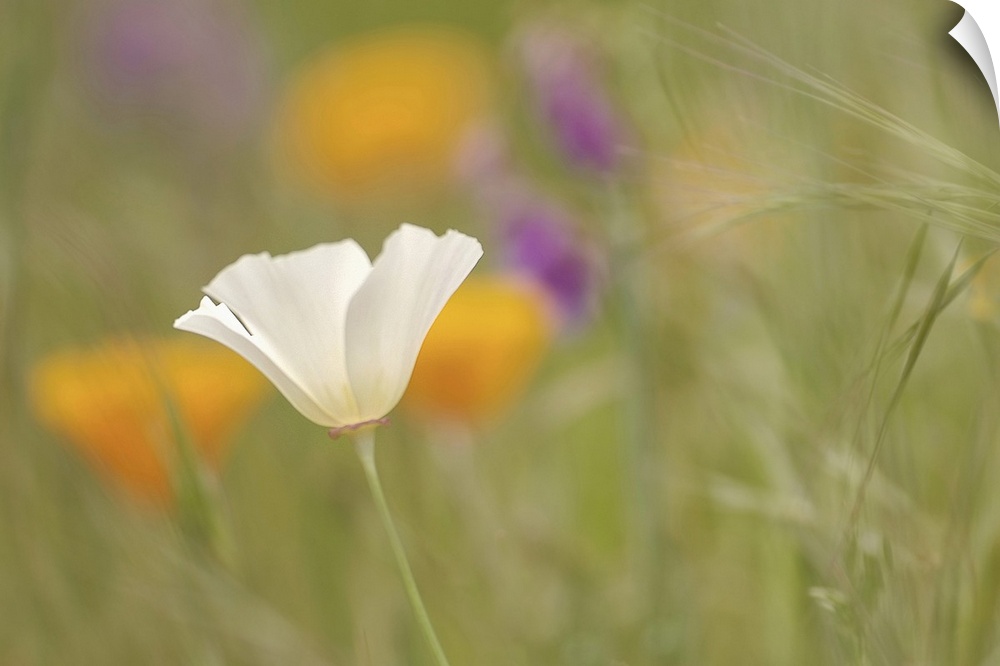 A white poppy flower alone in the middle of a green field filled colorful flowers.