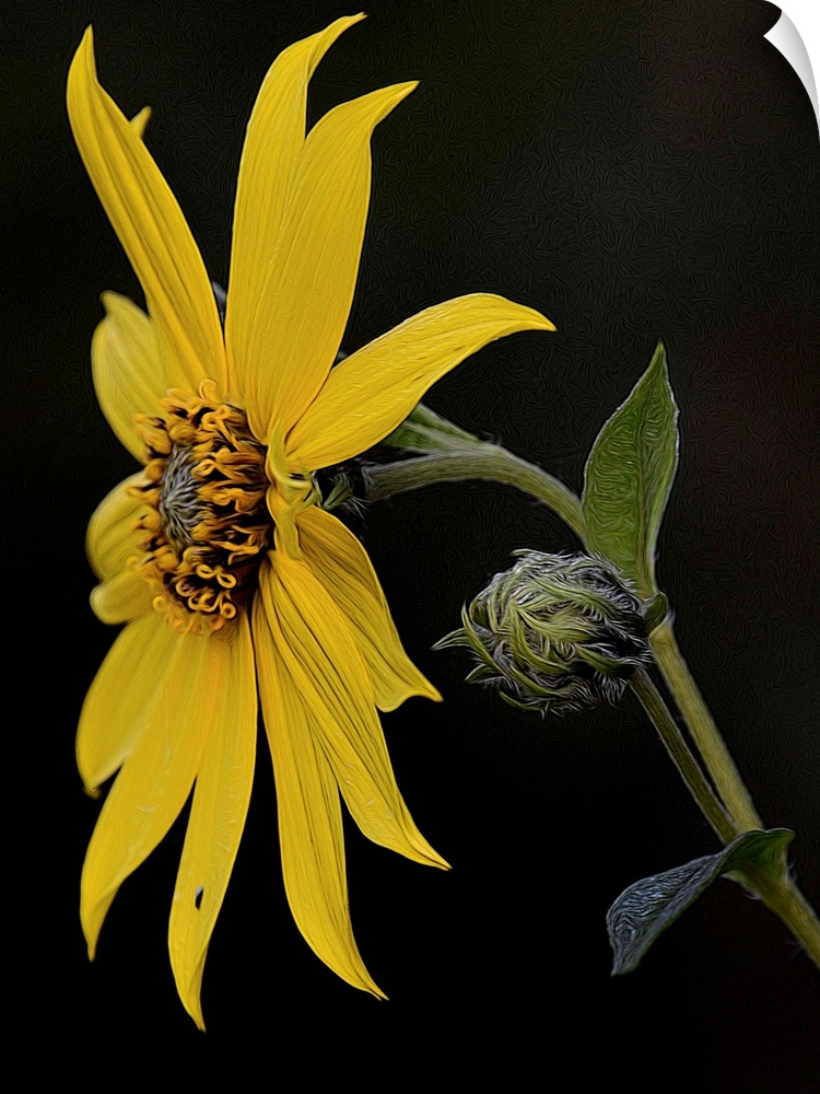 A photograph of a yellow sunflower against a black background.
