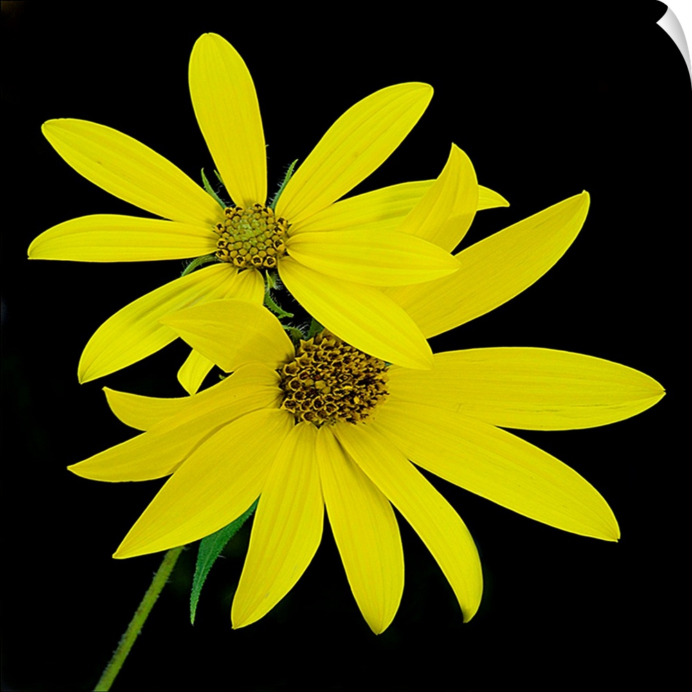 Close-up photograph of yellow woodland sunflowers.