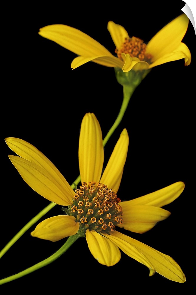 Two yellow wild flowers are photographed closely against a plain black background.