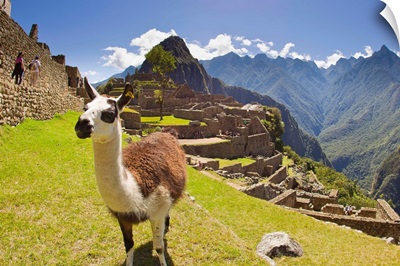A llama at the pre-Columbian Inca ruins at Machu Picchu