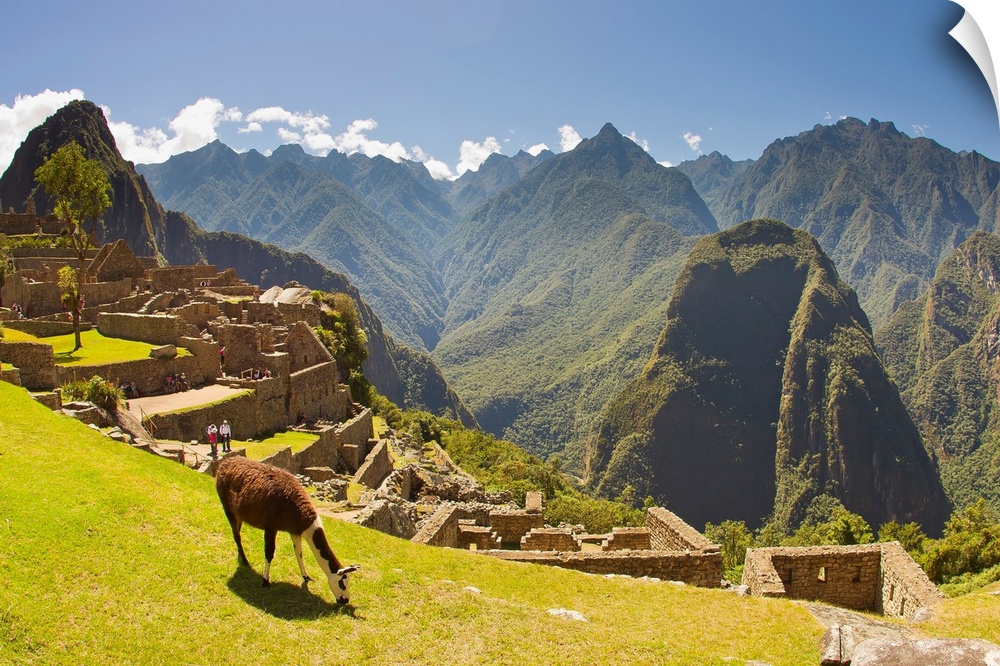 A llama grazing at the pre-Columbian Inca ruins at Machu Picchu.