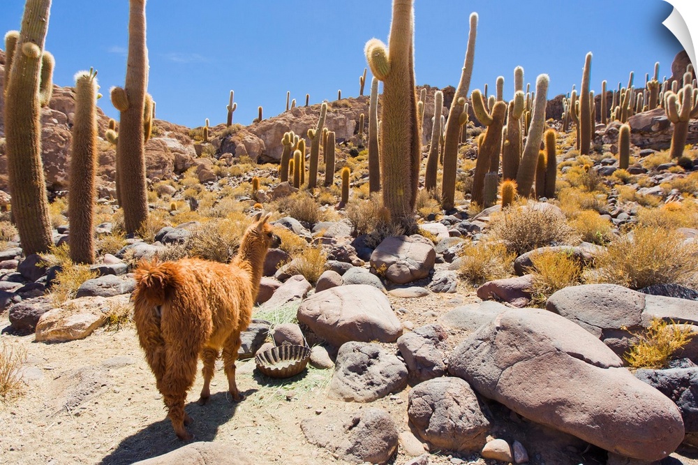 A llama in Cactus Island, in the middle of the Salar de Uyuni salt pan.