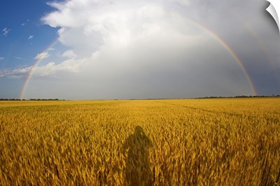 A man's shadow on a wheat field with a rainbow behind a passing storm