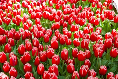 A mass of red tulips with white edges at a spring exhibit