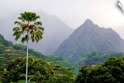 A palm tree and lush vegetation in a mountainous tropical rain forest