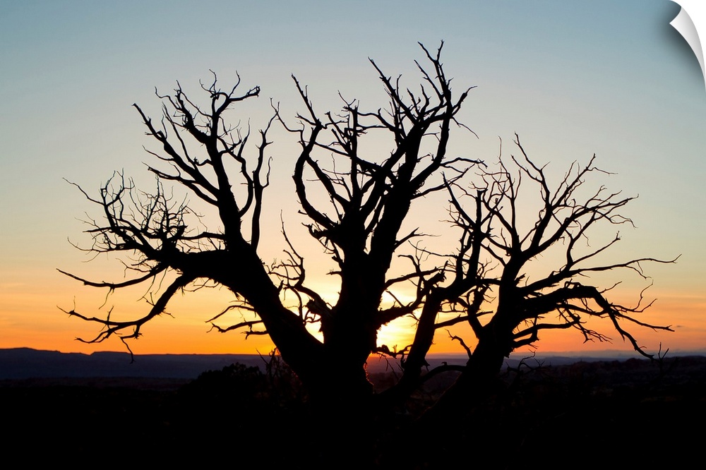 A silhouetted tree at sunset.