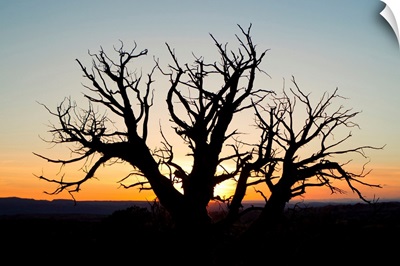 A silhouetted tree at sunset