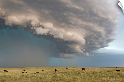 A thunderstorm turns into a gustfront over field full of cows