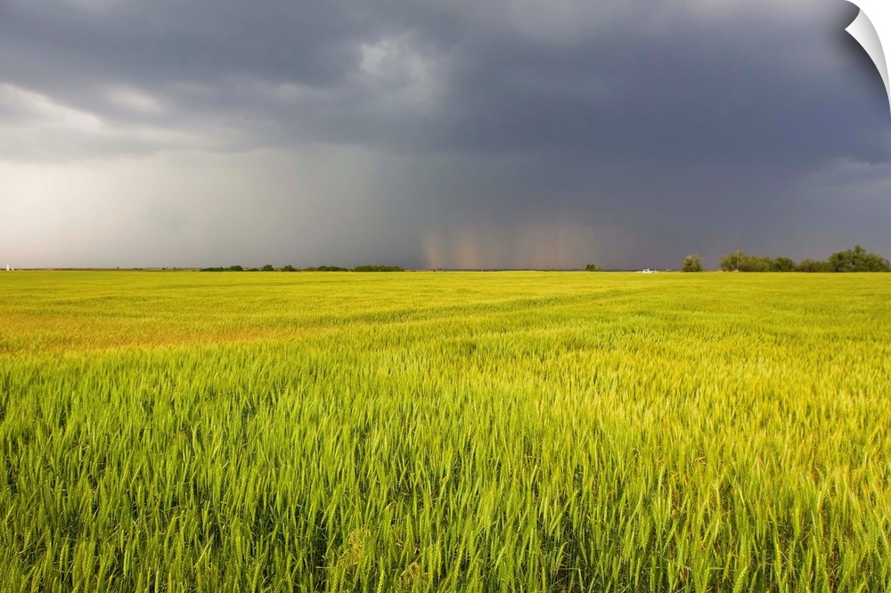 A thunderstorm with dark clouds rolls over a sunlit wheat field.