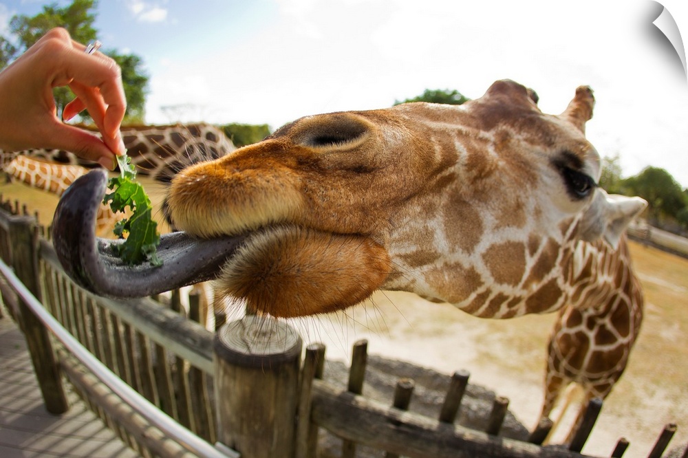 A woman feeding a giraffe, Giraffa camelopardalis, with a long tongue.