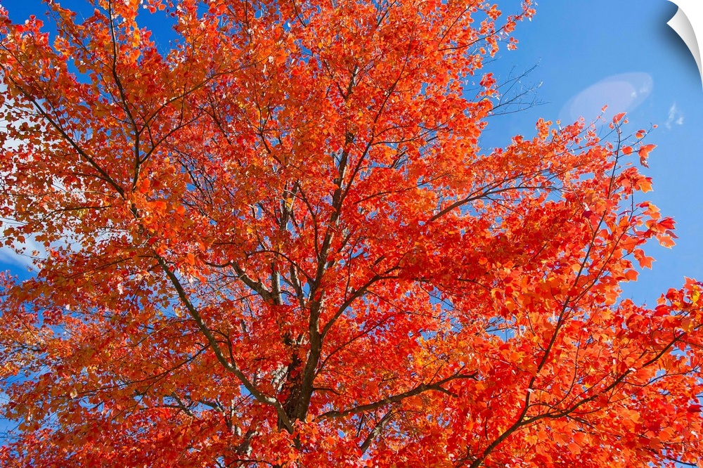 Brilliant red leaves on a sugar maple tree in autumn.