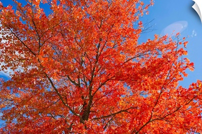 Brilliant red leaves on a sugar maple tree in autumn