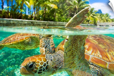 Close up of green sea turtles while swimming with them at the Le Meridien resort