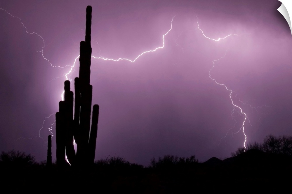 Large canvas photo art of lightning lighting up the night sky in the desert with cactus silhouettes in the foreground.