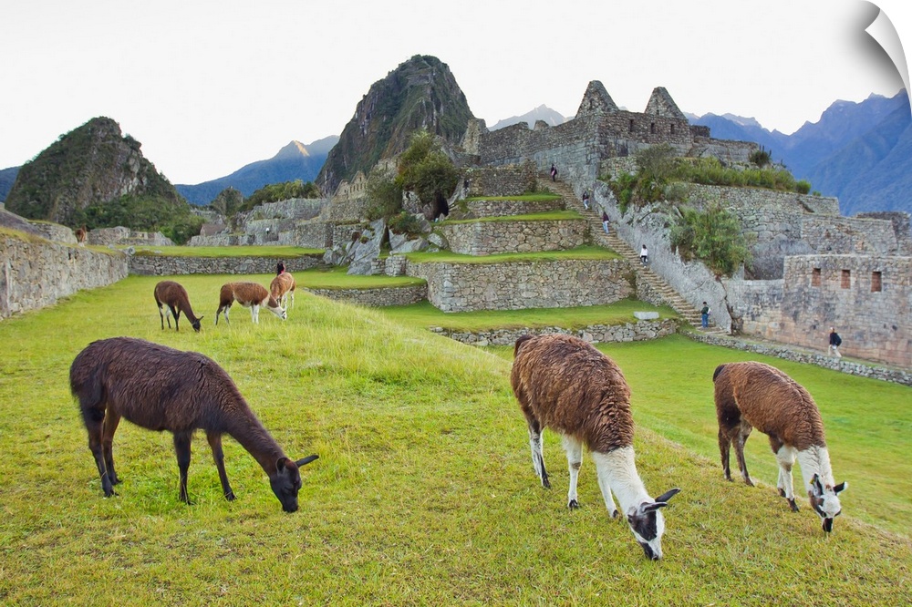 Llamas eating on the grounds of the Inca ruins of Machu Picchu.