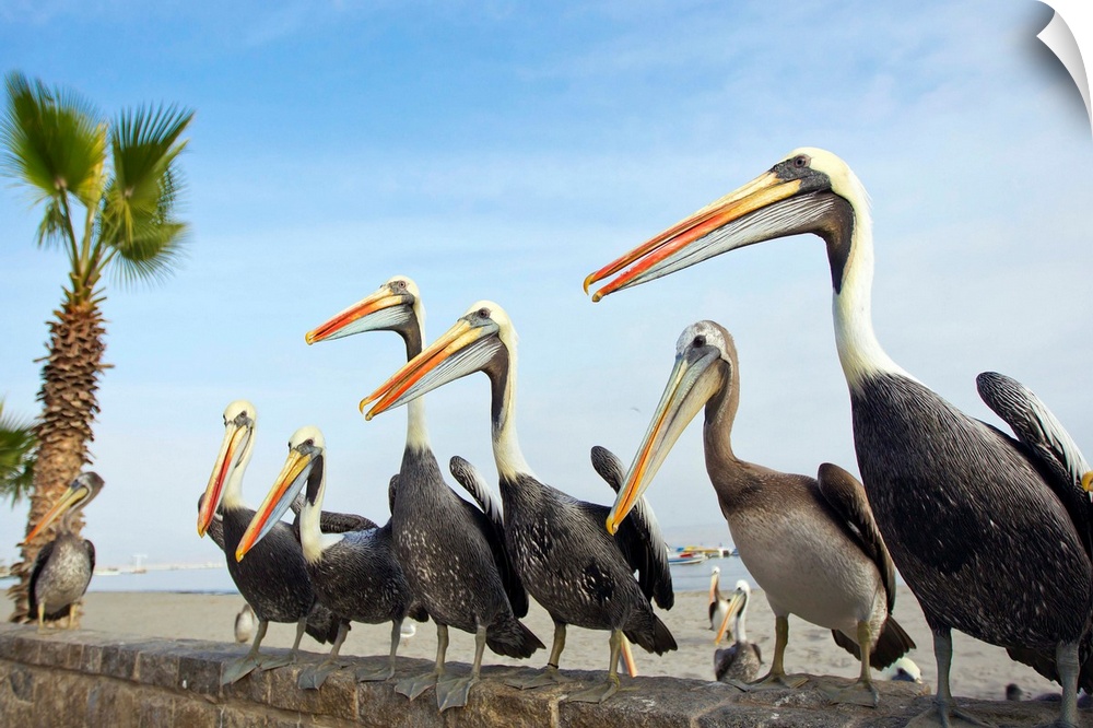 Peruvian pelicans sitting on a seawall at the beach.