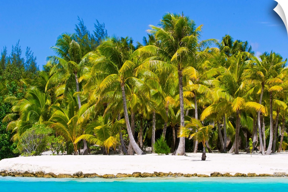 Tropical islands full of Palm Trees in Bora Bora in the French Polynesian islands.