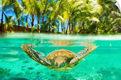 Swimming with a green sea turtle and tropical fish at the Le Meridien resort
