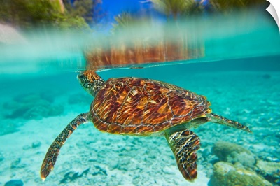 Swimming with green sea turtles at the Le Meridien resort