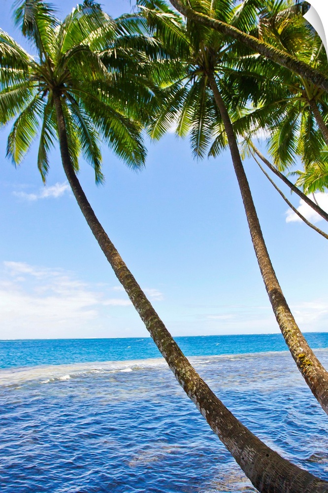 Tall and skinny palm trees line the coast of Tahiti in the French Polynesian islands.