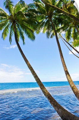Tall, thin palm trees leaning seaward from a tropical beach