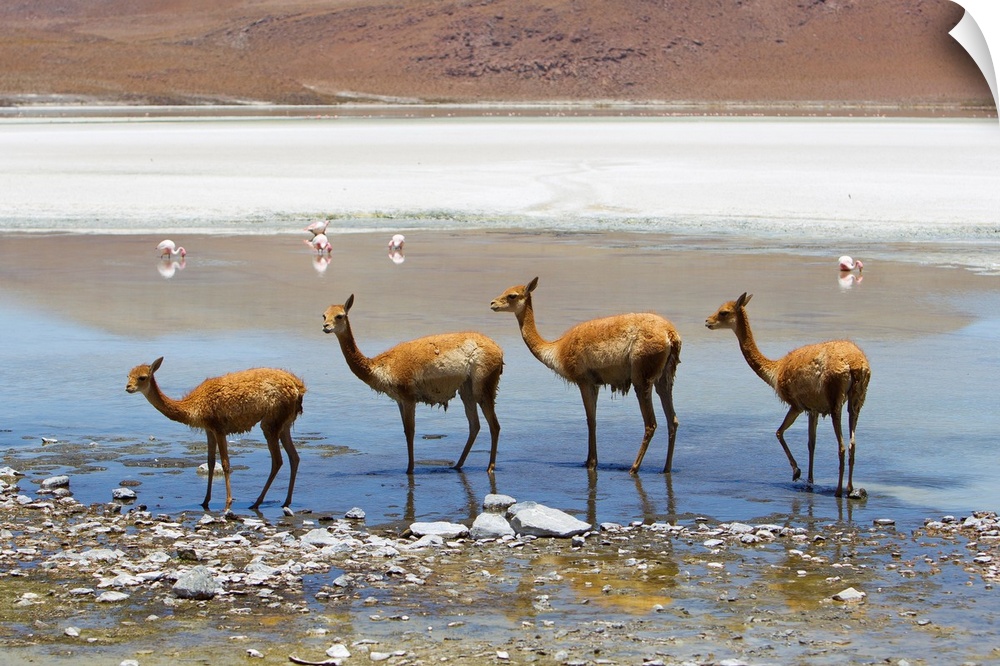 Vicunas standing in a row at a lagoon.