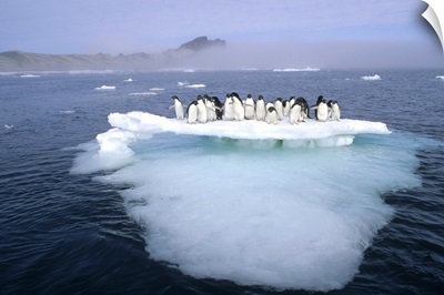 Adelie Penguin group crowding on melting summer ice floe, Possession Island