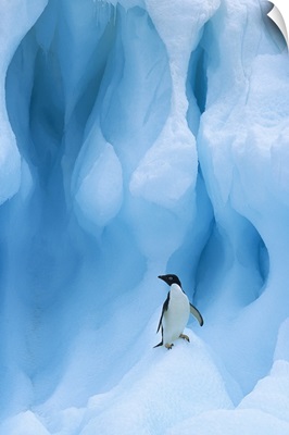 Adelie Penguin on iceberg, South Shetland Islands, Antarctic Peninsula