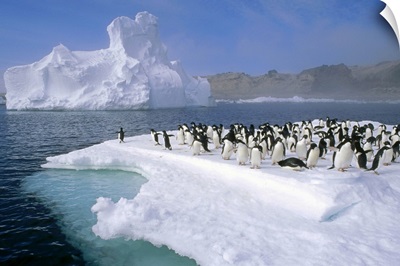 Adelie Penguin (Pygoscelis adeliae) group, Ross Sea, Antarctica