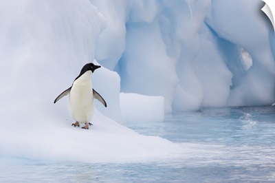Adelie Penguin (Pygoscelis adeliae) on melting iceberg, Paulet Island, Antarctica