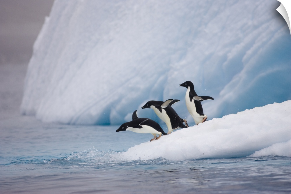 Adelie Penguin (Pygoscelis adeliae) trio diving off iceberg, Paulet Island, Antarctica