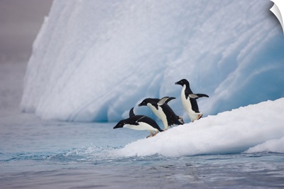 Adelie Penguin trio diving off iceberg