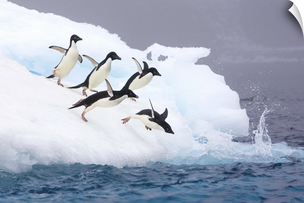 Adelie Penguin (Pygoscelis adeliae) diving off iceberg, Paulet Island, Antarctica