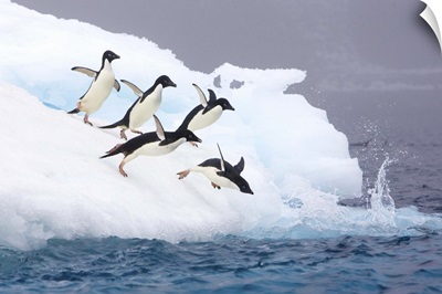 Adelie Penguins diving off iceberg