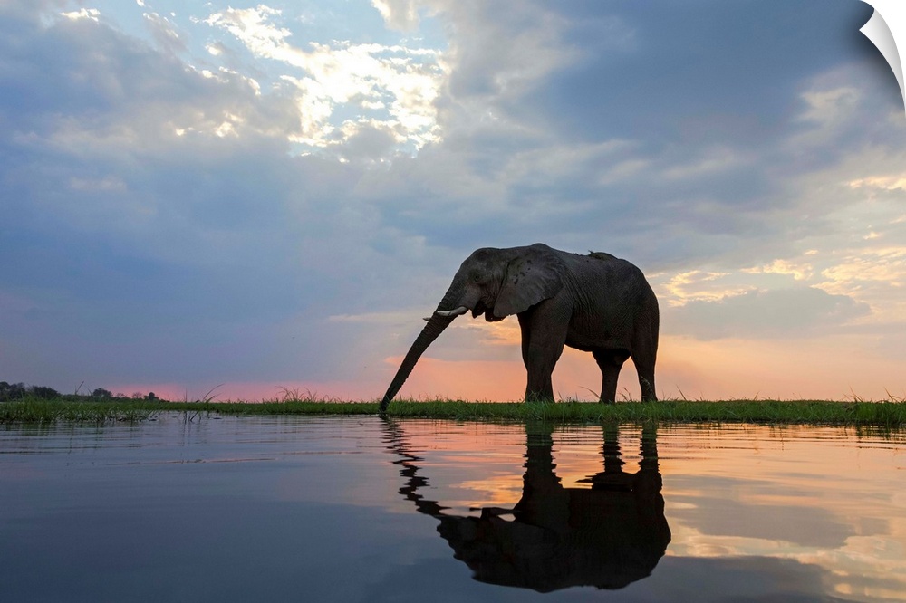 African Elephant (Loxodonta africana) drinking, Chobe River, Botswana.