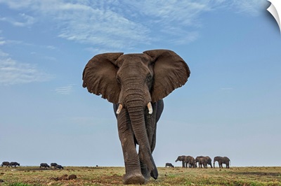 African Elephant female in defensive posture with herd in the background, Botswana